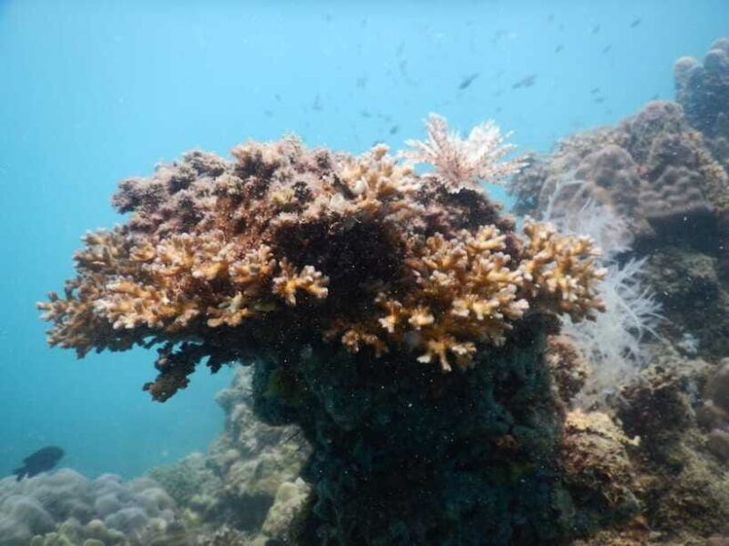 [Red River Tours] Luxury Professional Scuba Diving - Who Will Benefit Most from This Experience?