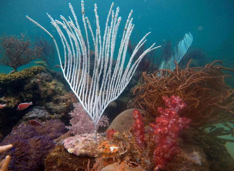 Red River Tours - Sea Walking Experience in Phu Quoc - A Closer Look at the Phu Quoc Sea Walking Tour