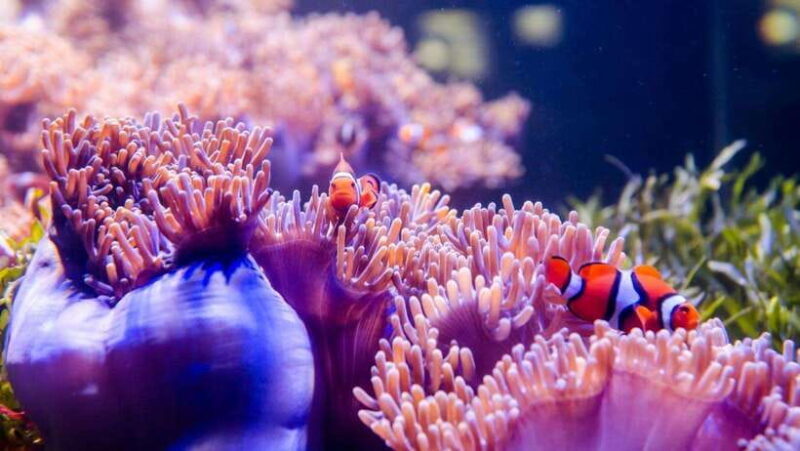 Red River Tours - Sea Walking Experience in Phu Quoc - Authentic Feedback from Travelers