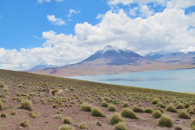 Red Stones - Altiplanicas - Chaxa - A Deep Dive into the San Pedro de Atacama Tour Experience