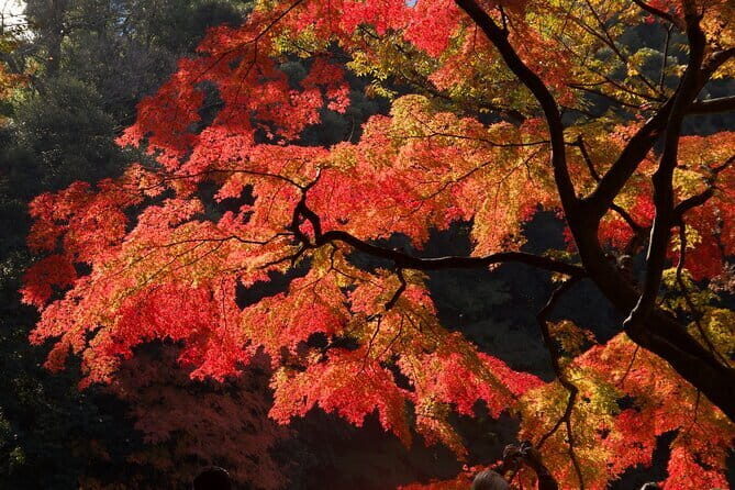 Red, Yellow and Brown - Visit autumn leaves spots in Tokyo - Key Points
