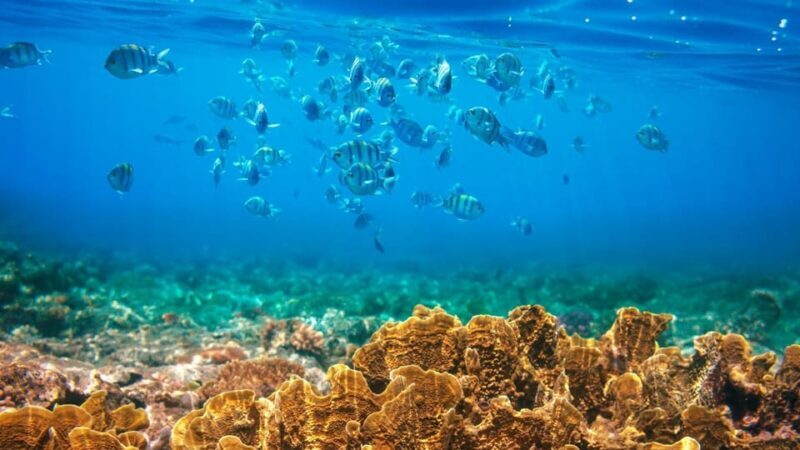 RedRiverTour-Discovery 3 Islets, Snorkeling &Fishing By Boat - Frequently Asked Questions