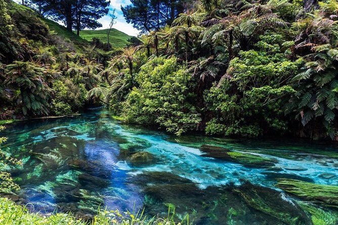 Redwood Forest , Blue Springs & Huka Falls Day Tour from Auckland - What Sets This Tour Apart