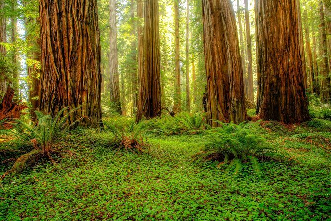 Redwood National and State Parks Self-Guided Audio Driving Tour - A Detailed Look at What to Expect