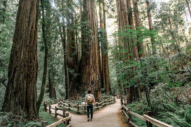 Redwoods Full-day Private Tour and Hike - An In-Depth Look at the Redwoods Full-Day Tour