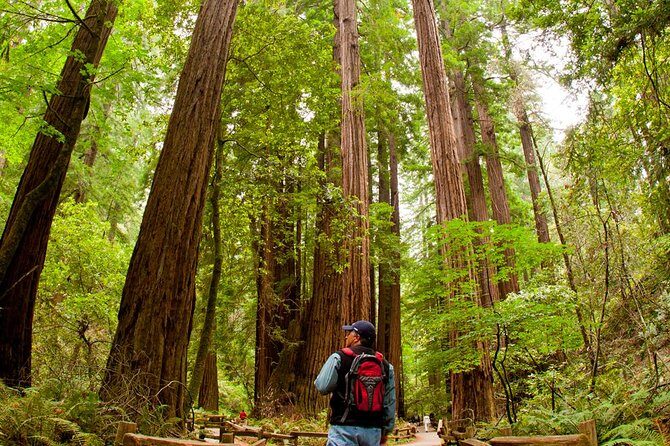 Redwoods of Marin and Mt. Tamalpais Walking Tour with Local Guide - Key Points