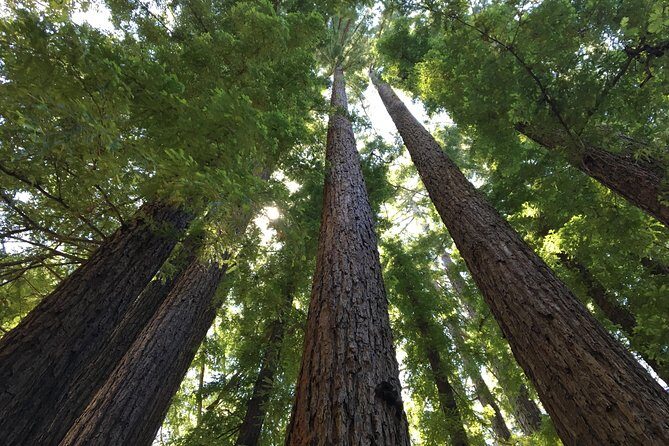 Redwoods of Marin and Mt. Tamalpais Walking Tour with Local Guide - Final Thoughts