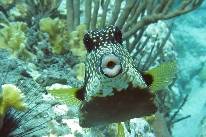 Reef and Turtle Adventure - Kayak and Snorkel Tour - An In-Depth Look at the Reef and Turtle Adventure