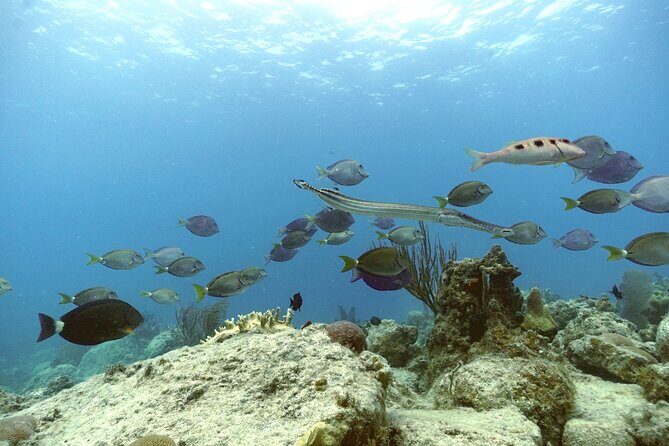 Reef and Turtle Adventure - Kayak and Snorkel Tour - FAQ