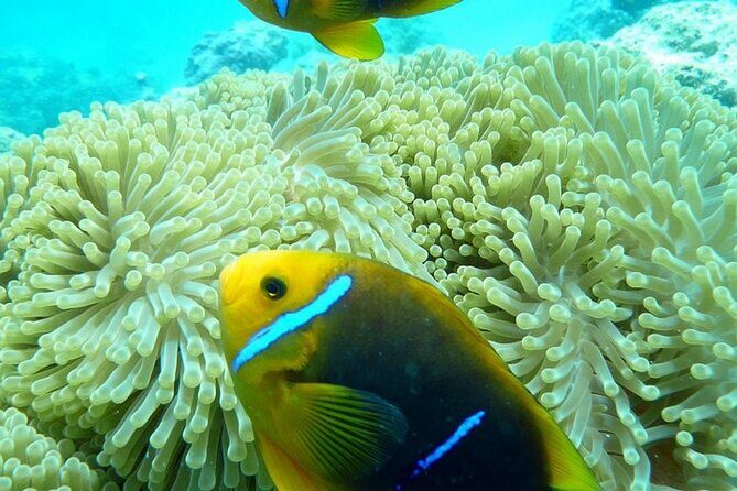Reef Discovery Luxury Private Snorkeling Lagoon Tour - The Sum Up