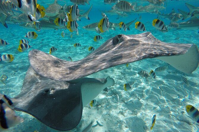 Reef Discovery Private Half Day Lagoon Tour - FAQs