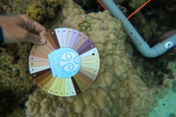 Reef Exploration with Reva Atea participatory science - Reef Exploration with Reva Atea Participatory Science: a Hands-On Coral Adventure in Moorea