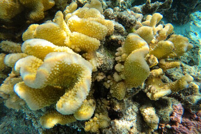 Reef Exploration with Reva Atea participatory science - Key Points