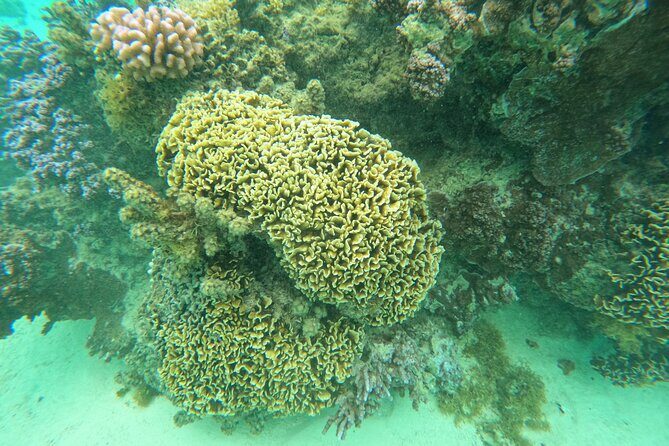 Reef Exploration with Reva Atea participatory science - Who Should Consider This Tour?