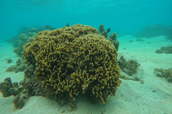 Reef Exploration with Reva Atea participatory science - Frequently Asked Questions