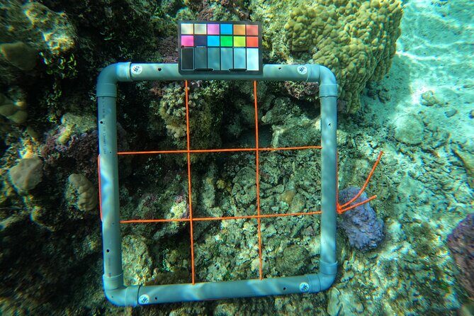 Reef Exploration with Reva Atea participatory science - Wrapping It Up