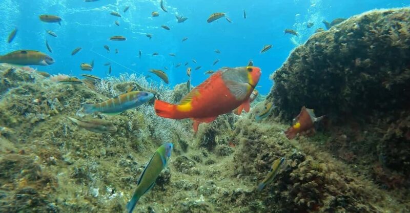 Reef Fish Watching - Reef Fish Watching: A Vibrant Underwater Experience in Madeira