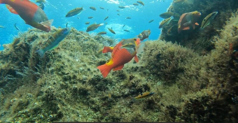 Reef Fish Watching - Key Points
