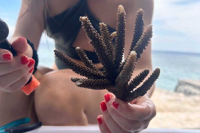 Reef Rehabilitation Course and Snorkeling - Key Points