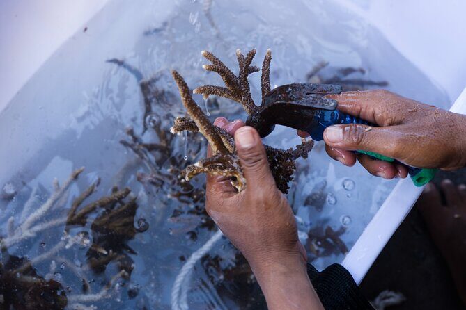 Reef Rehabilitation Course and Snorkeling - Final Thoughts