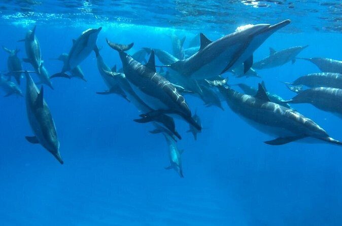 Reef Snorkel under the Captain Cook monument in Kealakekua Bay - Final Thoughts: Is This Tour Worth Your Time?