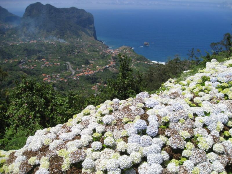Referta & Castelejo: Half-Day Morning Walk - A Walk Through Madeira’s Natural Beauty: Referta & Castelejo