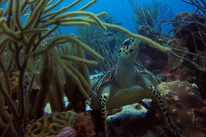 Refresher Dive - The Sum Up