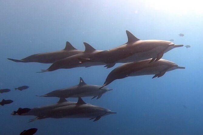 Refresher Scuba Dive - An Honest Look at the Refresher Scuba Dive Experience