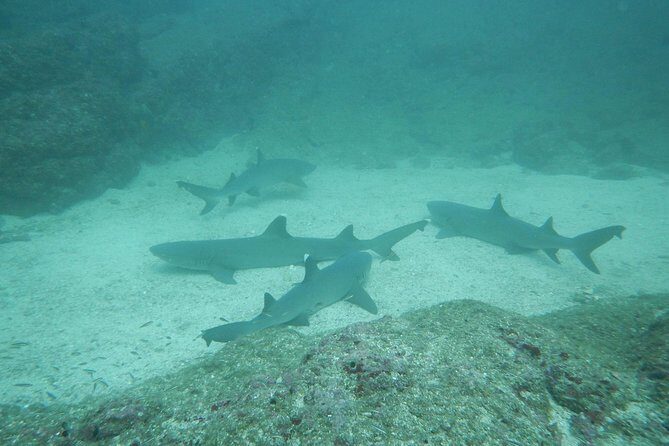 Refresher Scuba Diving Course Costa Rica - Key Points