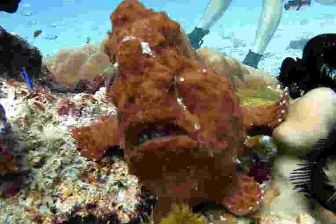 Refresher scuba diving trip, 3 dives at Racha Noi and Racha Yai - Who Will Love This Tour?