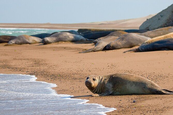 Regular Shore Excursion for Cruises to Valdes Peninsula - Exploring the Wilds of Valdés Peninsula: A Practical Review