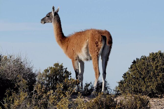 Regular Shore Excursion for Cruises to Valdes Peninsula - Final Thoughts: Is It Worth It?