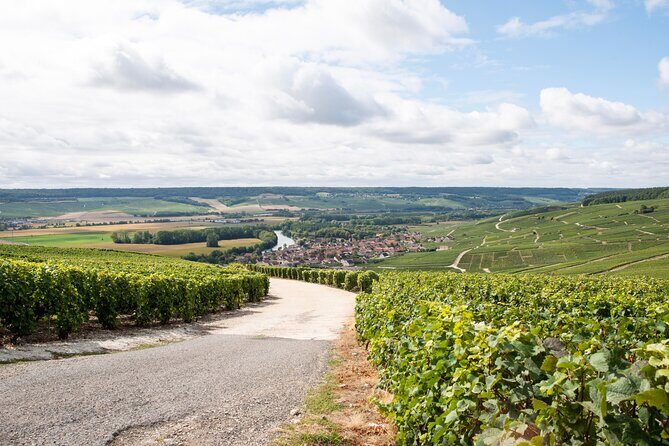 Reims afternoon tour Champagne and family growers - In The Sum Up