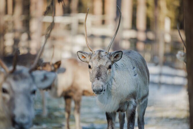 Reindeer Experience with Sledge Ride - Exploring the Reindeer Experience in Rovaniemi: What You Need to Know