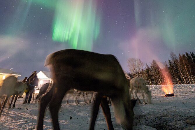 Reindeer Feeding and Sledding, Sami Storytelling Night Tour - Final Thoughts: Is This Tour for You?
