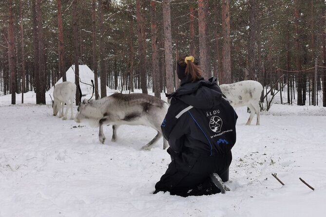 REINDEER FEEDING - Join us for a unique moment with our reindeer - An In-Depth Look at the Reindeer Feeding Tour