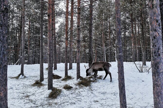 REINDEER FEEDING - Join us for a unique moment with our reindeer - Practical Tips for Your Visit