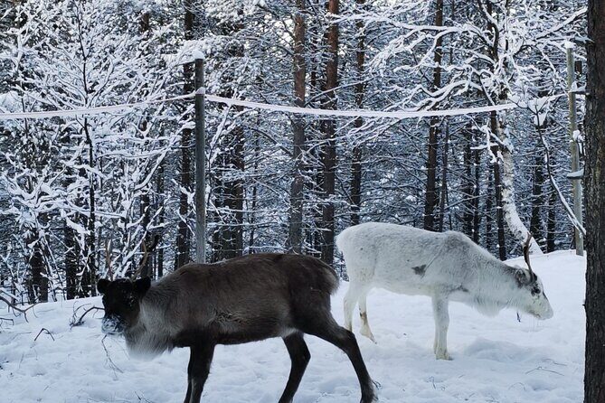 REINDEER FEEDING - Join us for a unique moment with our reindeer - FAQs