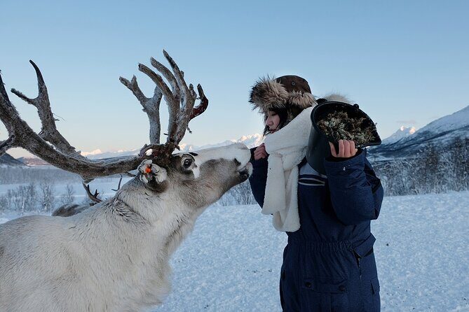 Reindeer feeding & Saami Culture - A Deep Dive into the Reindeer & Sámi Experience