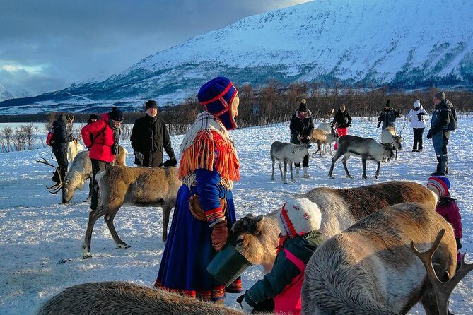 Reindeer feeding & Saami Culture - Who Will Love This Tour?
