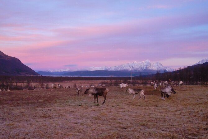 Reindeer feeding & Saami Culture with chance for Northern Lights - Final Thoughts: Is It Worth It?