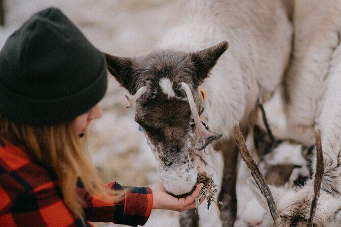 Reindeer Herding and a Snowmobile Slegh Ride - Authenticity and Value