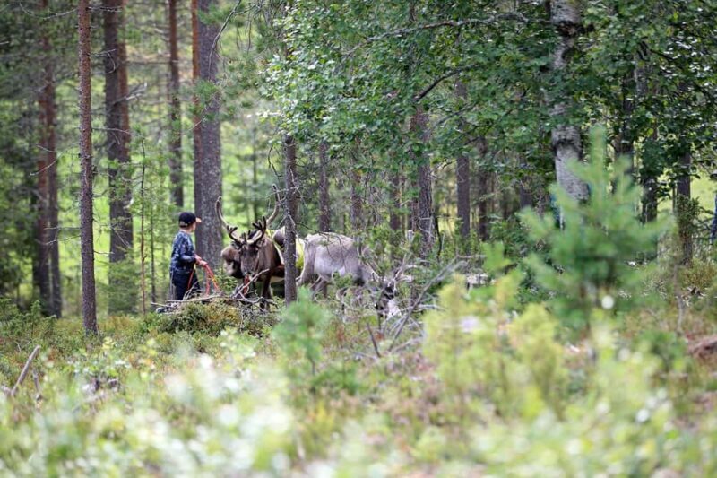 Reindeer Hike in Kuusamo nature - Reindeer Hike in Kuusamo Nature: An Authentic Arctic Experience