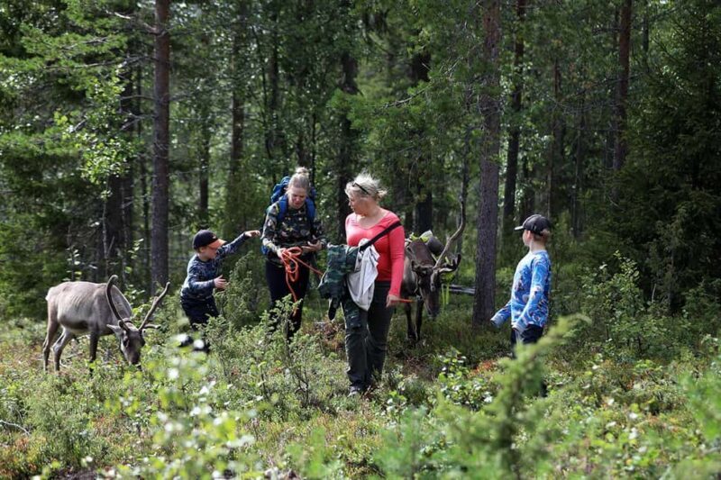 Reindeer Hike in Kuusamo nature - Why This Tour Offers Good Value
