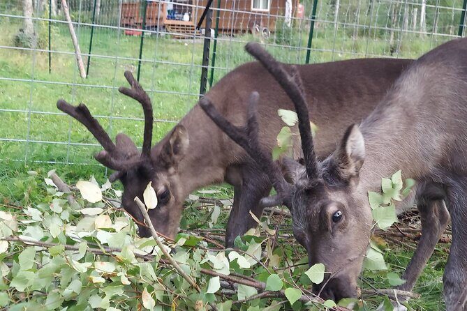 Reindeer Meet and Feed - Talkeetna - Exploring the Reindeer Meet and Feed Experience in Talkeetna