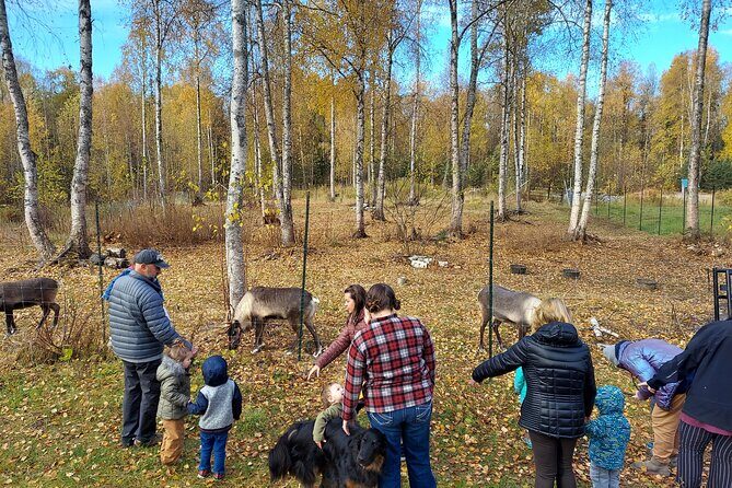 Reindeer Meet and Feed - Talkeetna - Why This Tour Offers Genuine Value