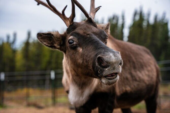 Reindeer Meet and Greet - Discover the Charm of the Reindeer Meet and Greet in Fairbanks