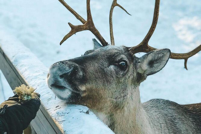 Reindeer Park Adventure - A Detailed Look at the Reindeer Park Adventure
