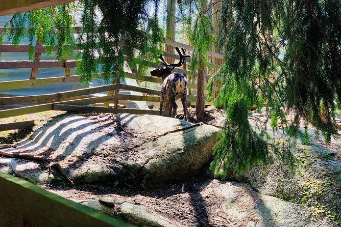 Reindeer Park Adventure VIP Car (private service) - Key Points