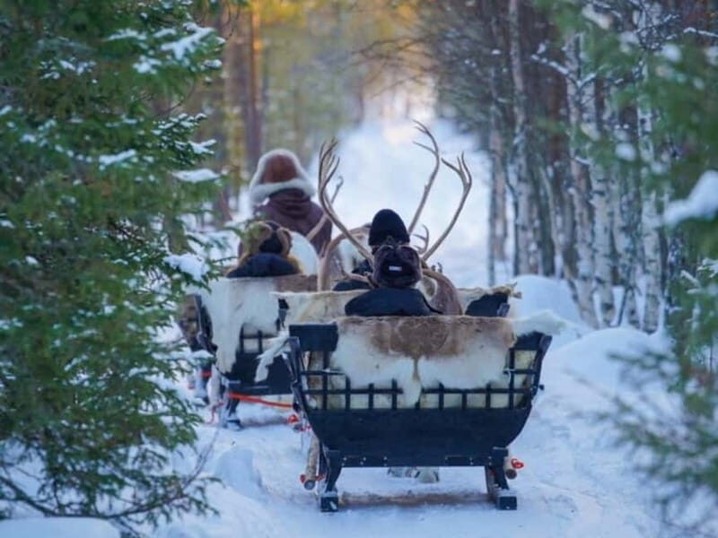 Reindeer Safari at a 200-Year-Old Farm & Long Sled Ride - A Detailed Look at the Reindeer Safari Experience